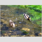 18_26 Couple canards.jpg